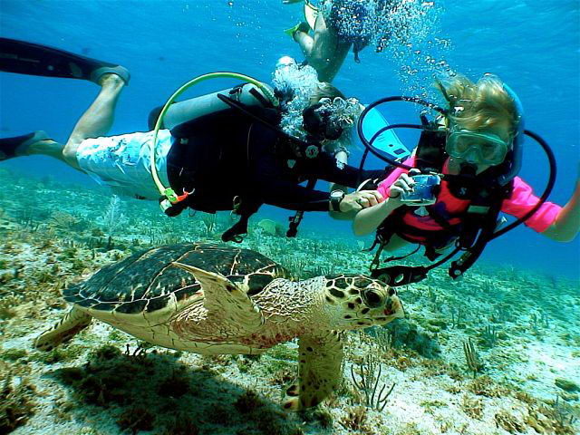 En las Islas Caimán podrá nadar con las tortugas marinas. En las Islas Caimán podrá nadar con las tortugas marinas.